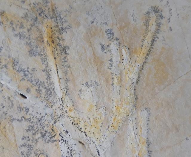 Brachyphyllum nepos SAPORTA - Bild &copy; FossNet FossilienStore